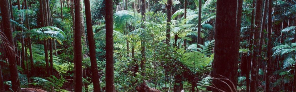 The Prince’s Rainforests Project